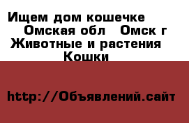 Ищем дом кошечке!!!!!!! - Омская обл., Омск г. Животные и растения » Кошки   